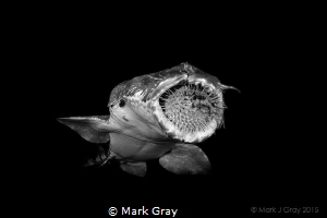 Wobbegong with a Porcupine Puffer lodged in its mouth by Mark Gray 